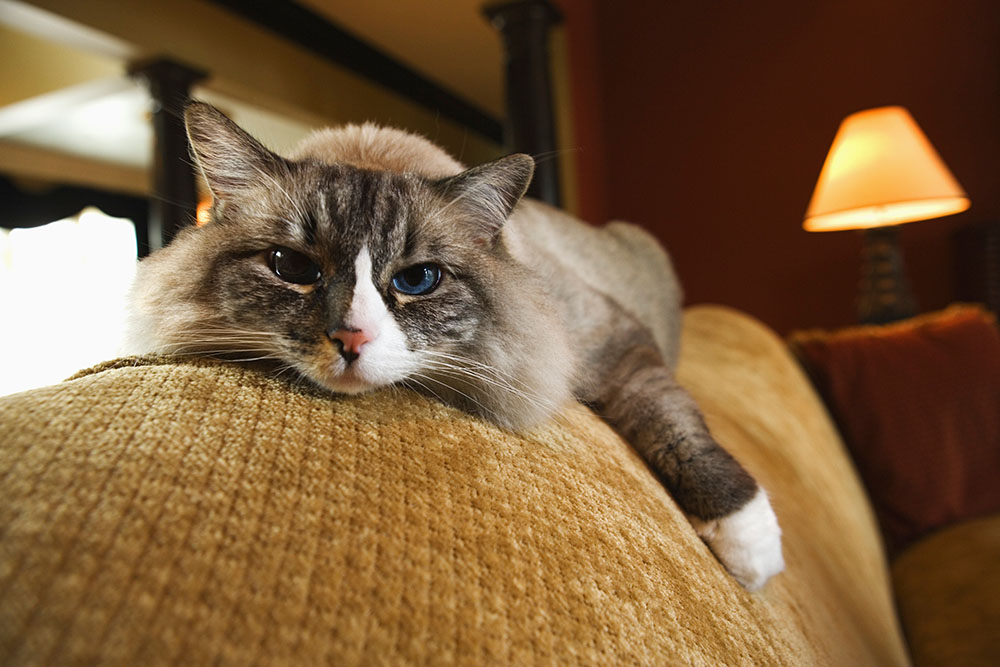 top 10 cat sitting tips trustedhousesitters com we take special pride in making friends with our charges in record time and want to share the main techniques we use with you