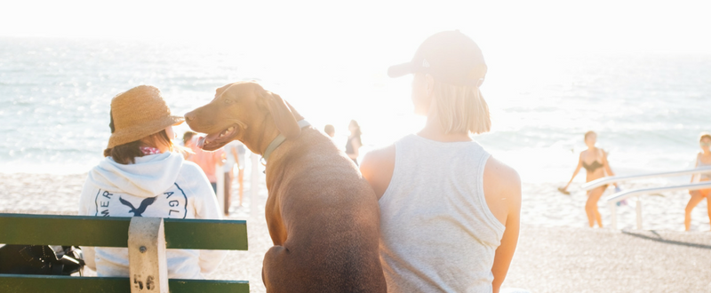 top 10 tips on how to become a house sitter trustedhousesitters com