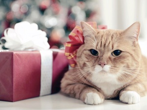 CHRISTMAS HOUSE SITS