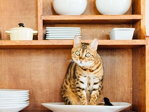 TIPS FOR MOVING HOUSE WITH A CAT