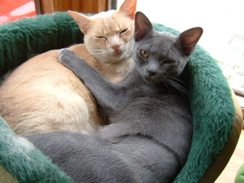how to find a free pet sitter trustedhousesitters com graham s