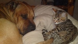 House & Pet Sitters from London, UK - Image 2