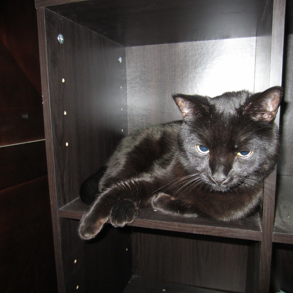 sitting denver pet sitter needed for my cat for 5 weeks in denver co trustedhousesitters sitting denver pet sitter needed for my cat for 5 weeks in denver co trustedhousesitters