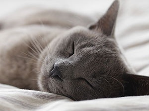 WHY DO CATS SLEEP SO MUCH?