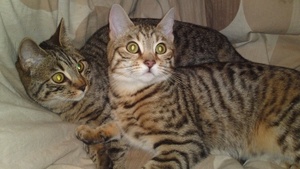House & Pet Sitters from London, UK - Image 3