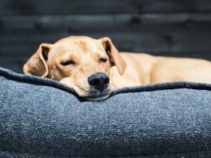 ALTERNATIVE TO DOG KENNELS