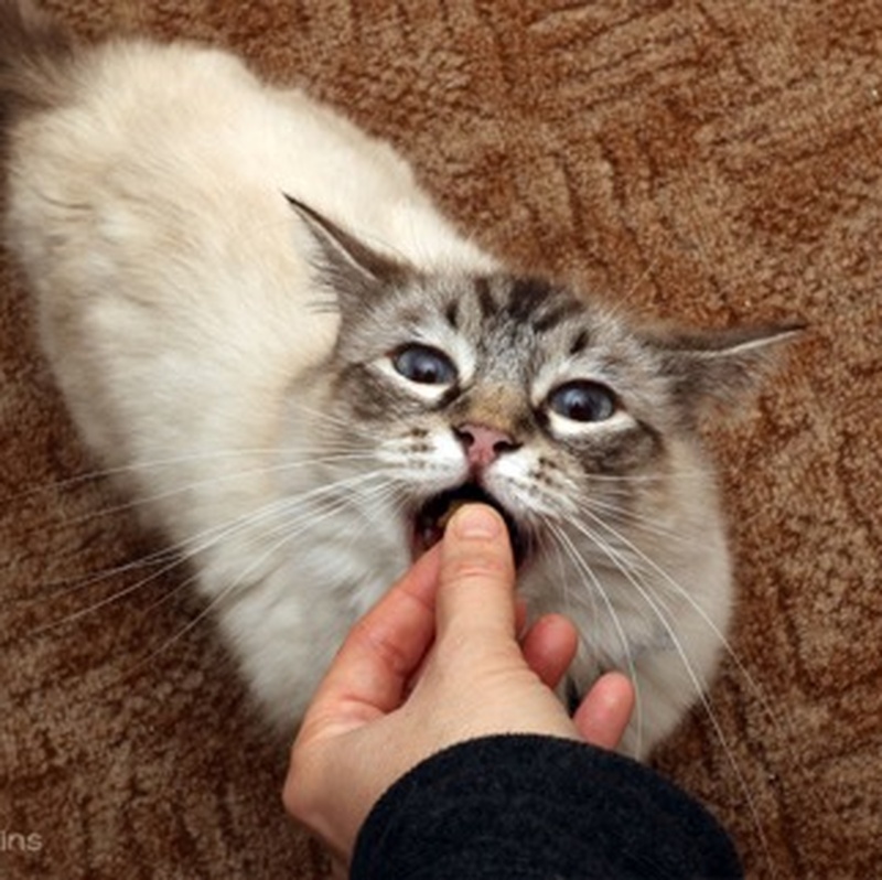 top 10 cat sitting tips trustedhousesitters com 57274797fe98609418e206116570f179 jpg