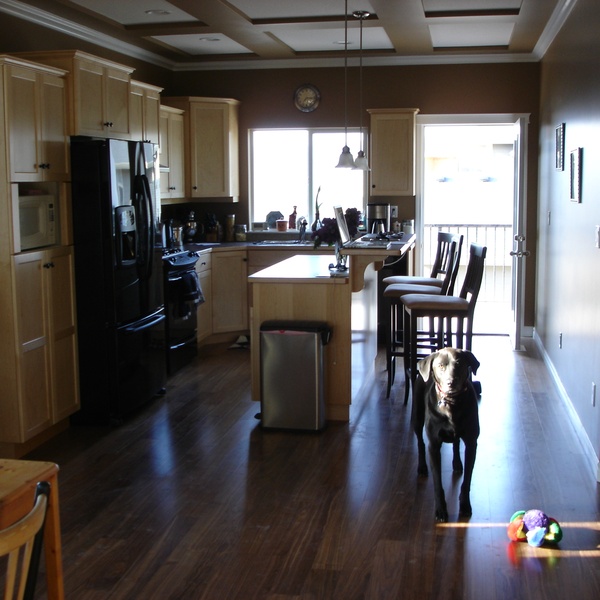 Great home and friendly happy dog!