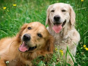 dog sitt
