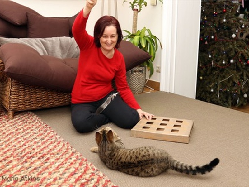 top 10 cat sitting tips trustedhousesitters com variety is key home made toys can work just as well as fancy store bought ones