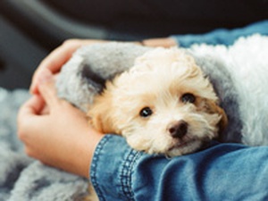 WHAT IS KENNEL COUGH?