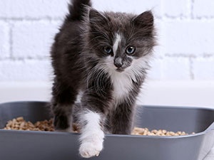 HOW TO LITTER TRAIN A KITTEN