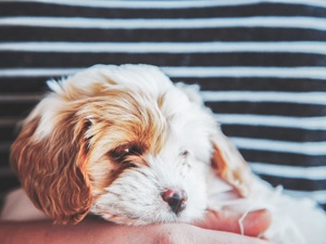 THINGS TO CONSIDER BEFORE GETTING A DOG