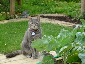 House sitting job - London, Greater London, United Kingdom - Image 4
