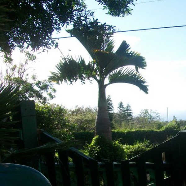 Housesitters needed for my Hawaii home, 2 dogs and 2 cats