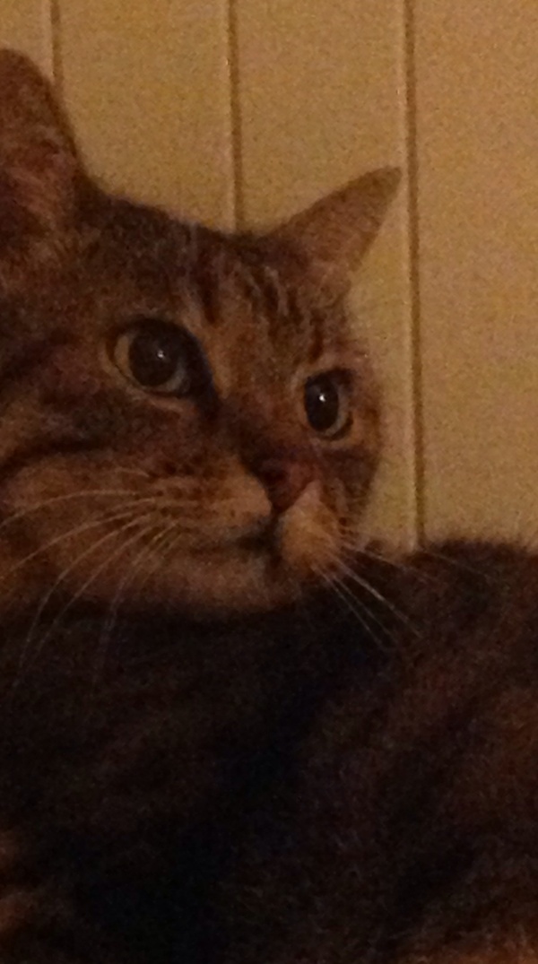 House Sit Job For Cats House Sit Job For Cats