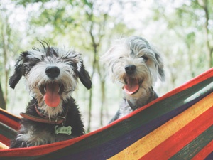 SHOULD I TAKE MY DOG ON HOLIDAY?