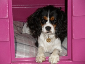 House sitting job - London, Greater London, United Kingdom - Image 2
