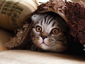 A GUIDE TO CAT ANXIETY