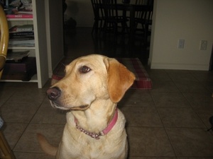 House & Pet Sitters from Cobble Hill, BC V0R, Canada - Image 1