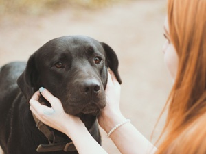 SEPARATION ANXIETY IN DOGS