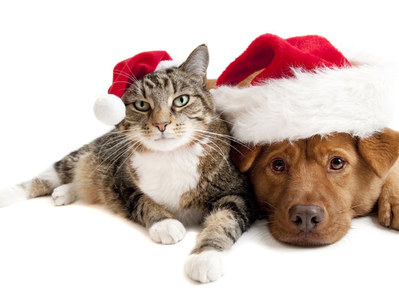 christmas house sitting how to find a house sit and sitter s cat and dog with santas claus hats