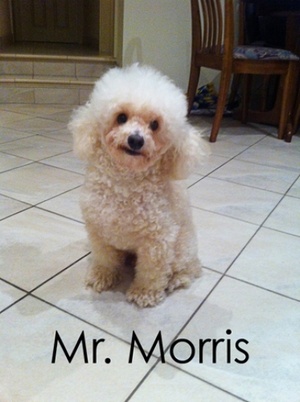 House & Pet Sitters from Sydney NSW, Australia - Image 2