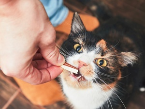WHAT CAN AND CAN'T CATS EAT?