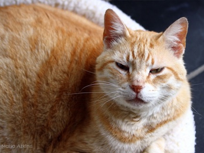 top 10 cat sitting tips trustedhousesitters com if they return your slow blink they re telling you i think you re ok