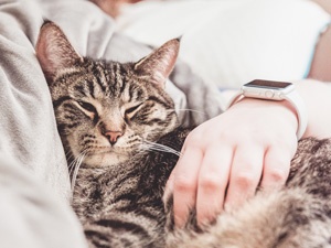 ALTERNATIVE TO CATTERIES