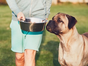 WHAT CAN AND CAN'T DOGS EAT?