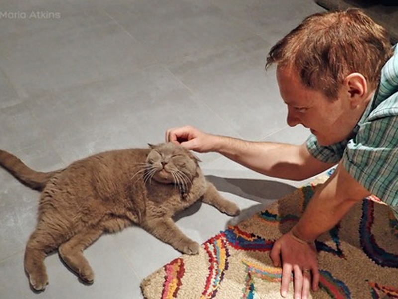 top 10 cat sitting tips trustedhousesitters com babyone the scaredy cat found something to smile about