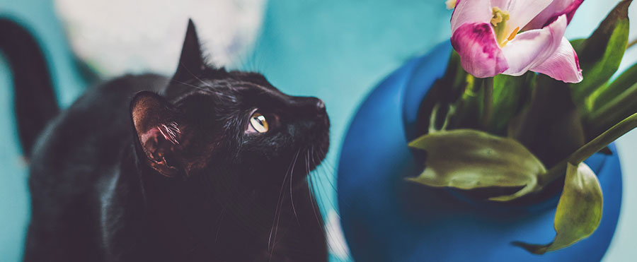 what can or can t cats eat trustedhousesitters com can my cat eat