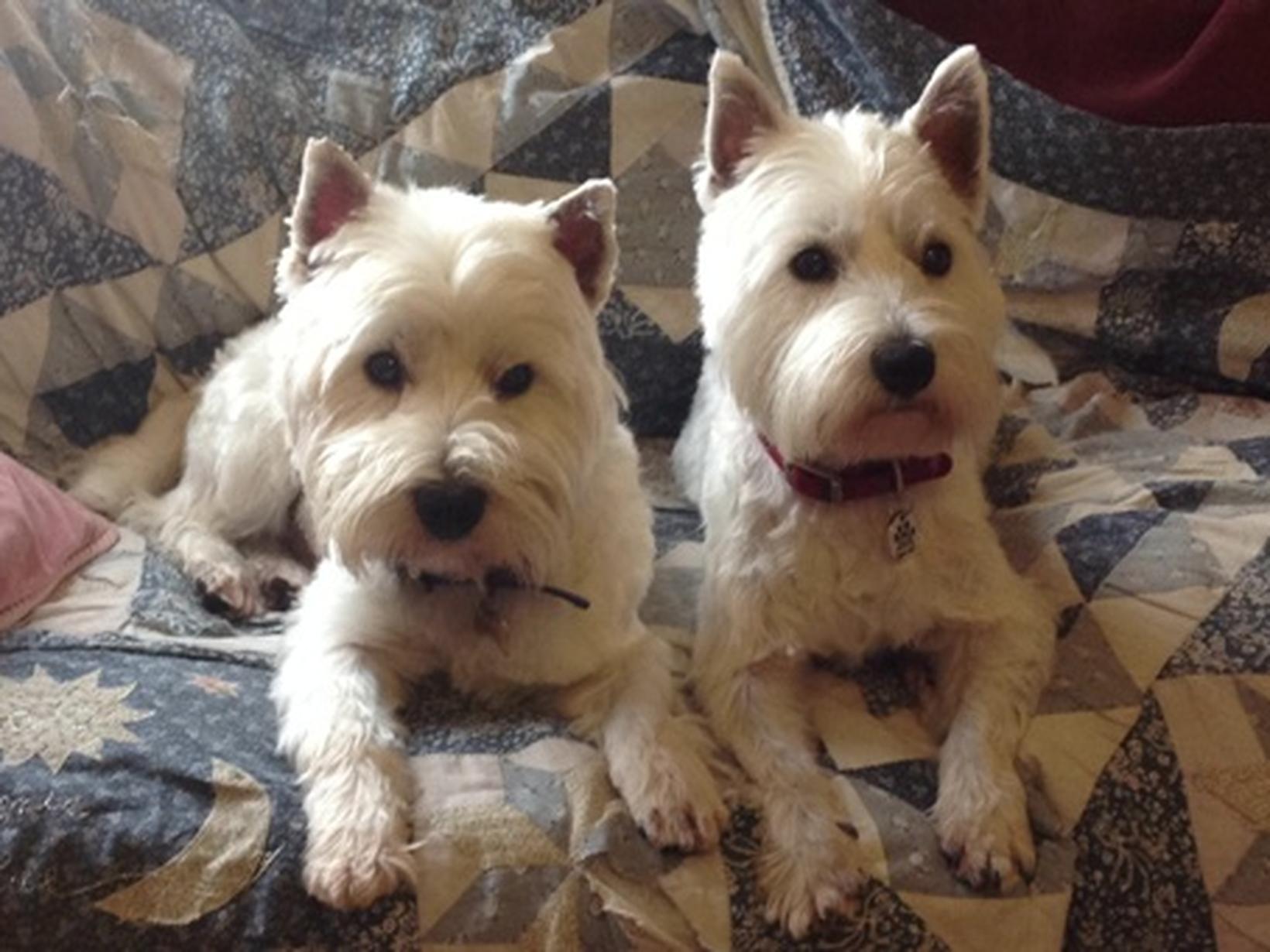Housesitting assignment in Haverhill, United Kingdom
