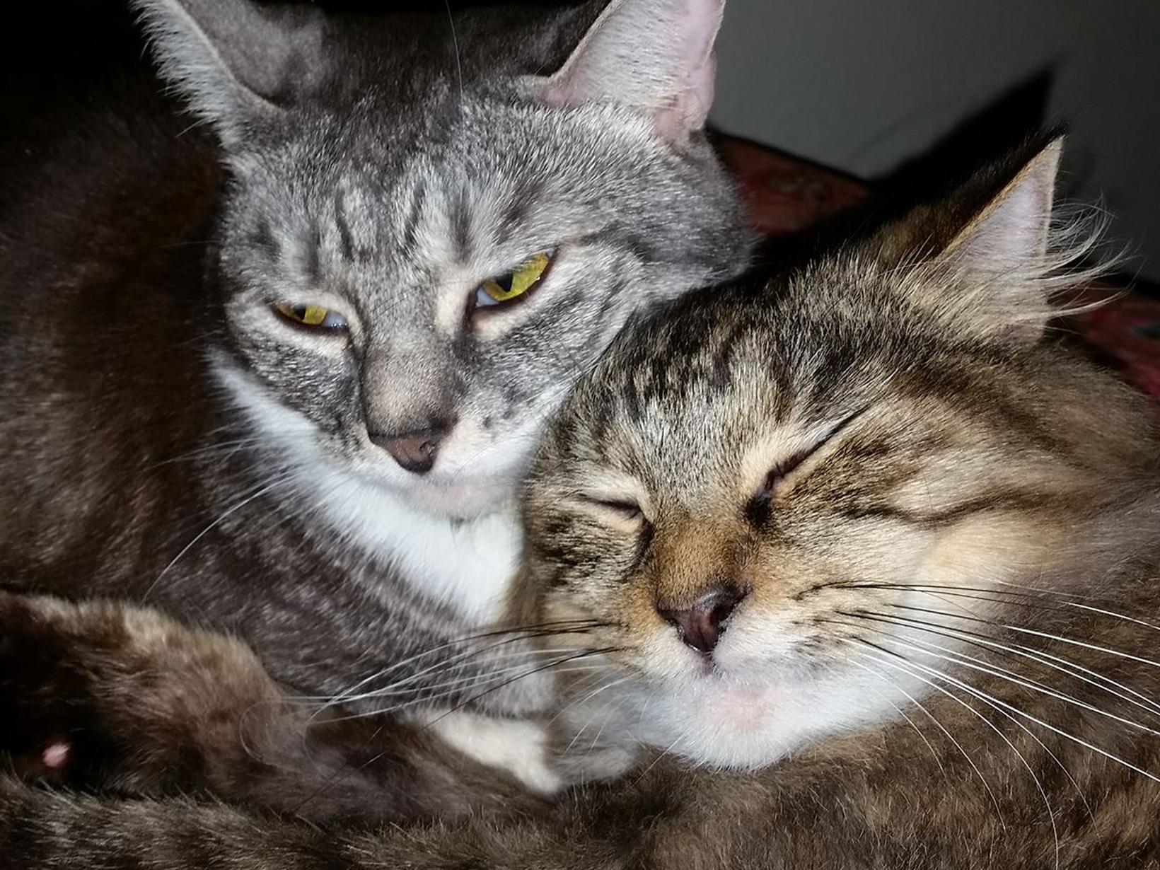Housesitting assignment in Marrickville, NSW, Australia