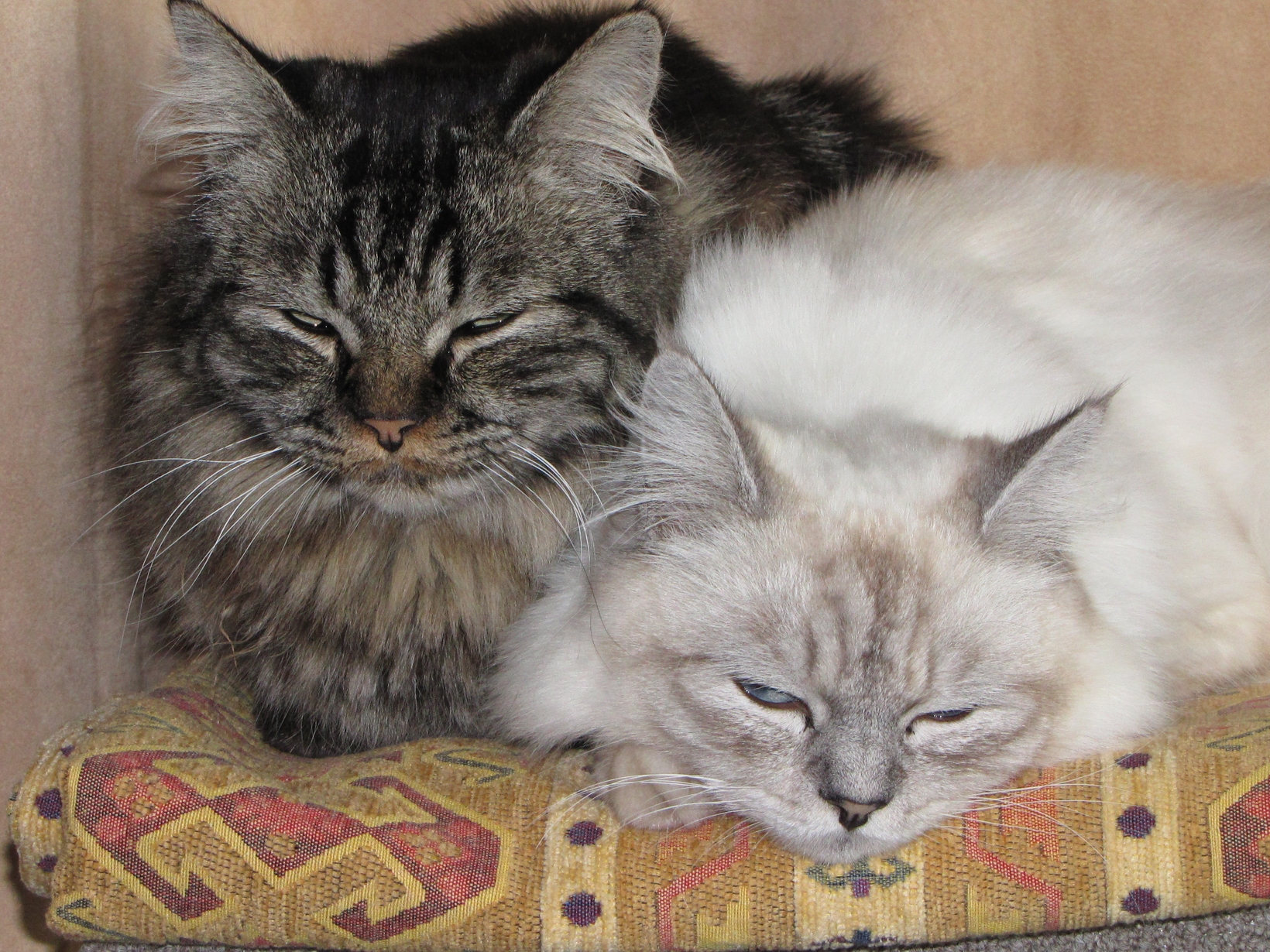 Lynn & Lionel from Simon's Town, South Africa