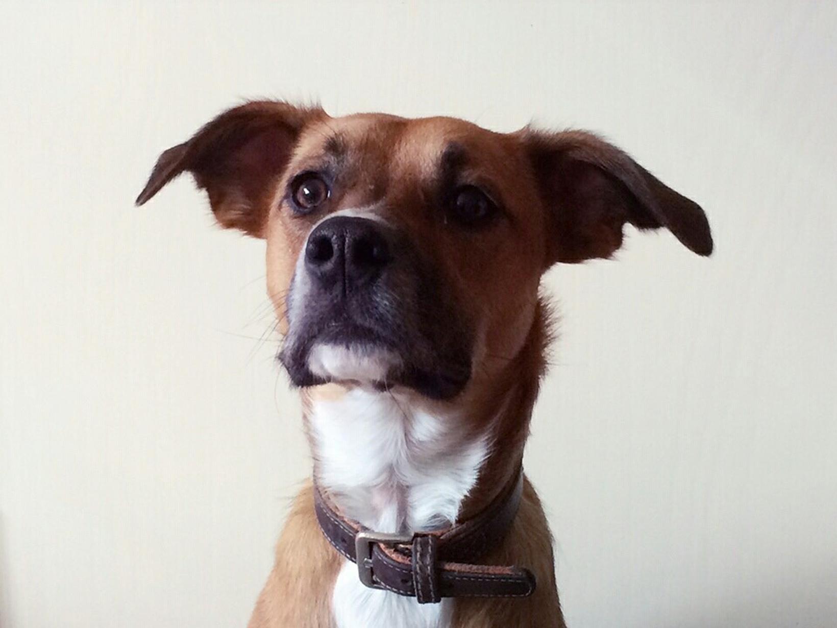 Housesitting assignment in Dublin, Ireland