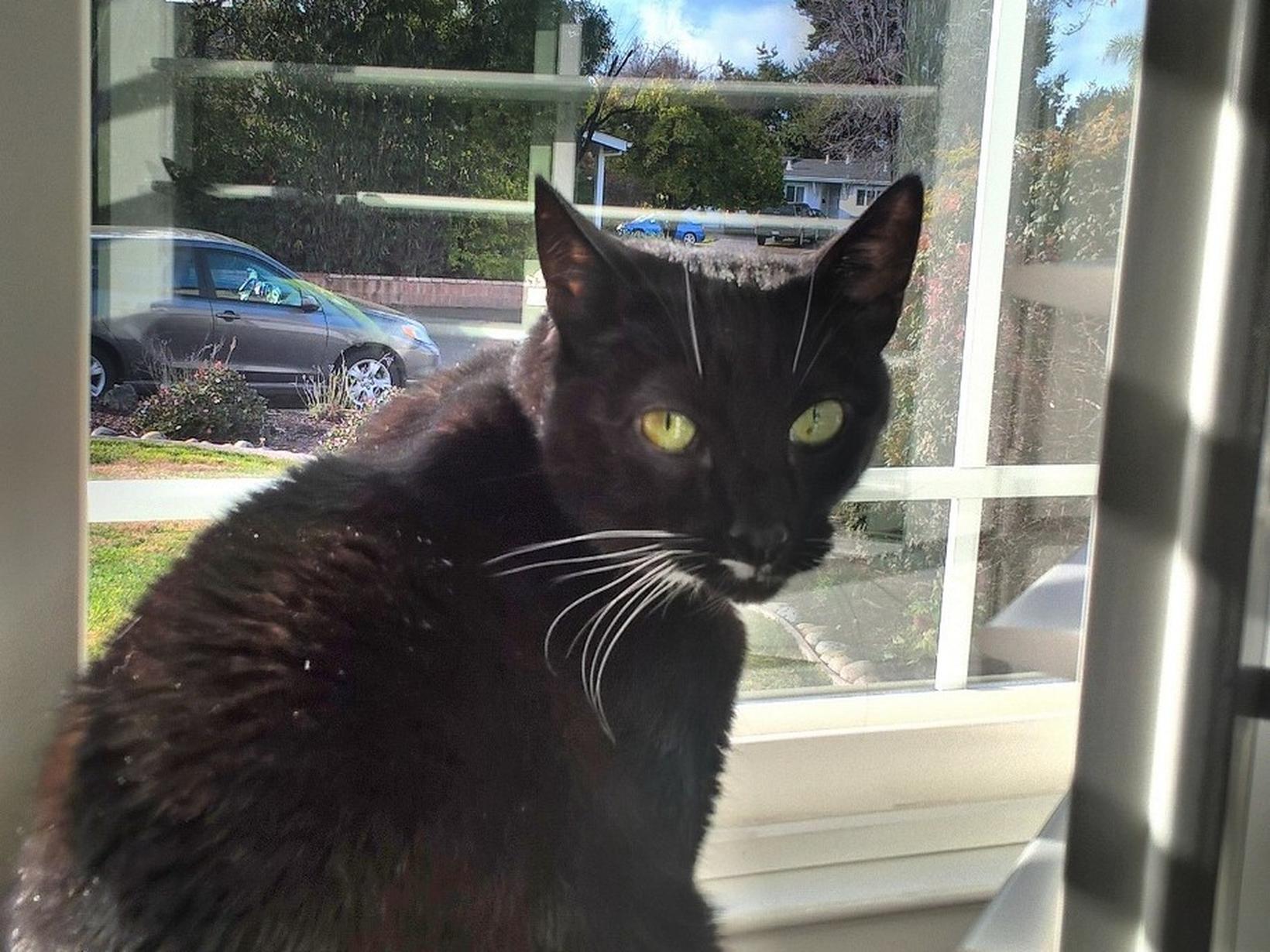 Housesitting assignment in San Jose, California, United States