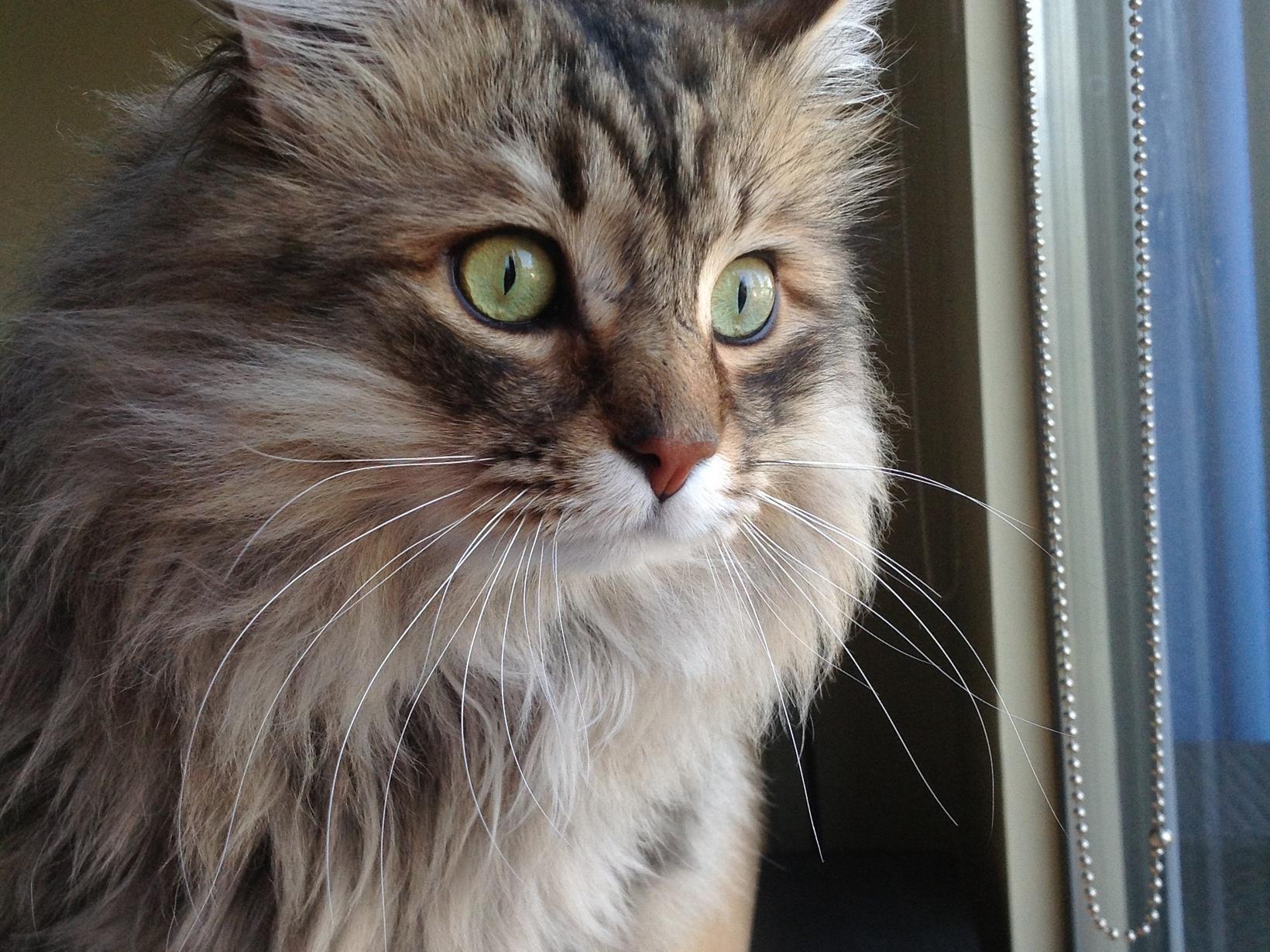 Cat / Chicken sitting in Vancouver Vancouver, British Columbia