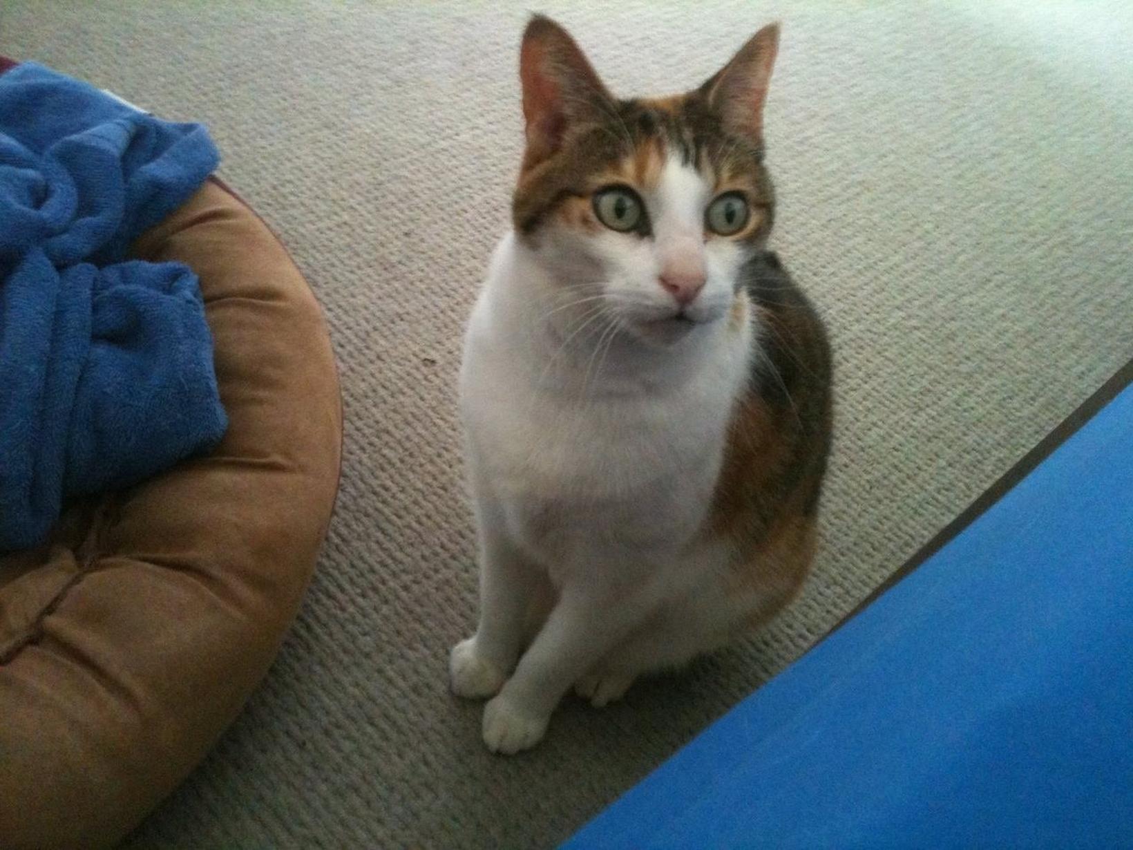 Tasha from New York City, New York, United States