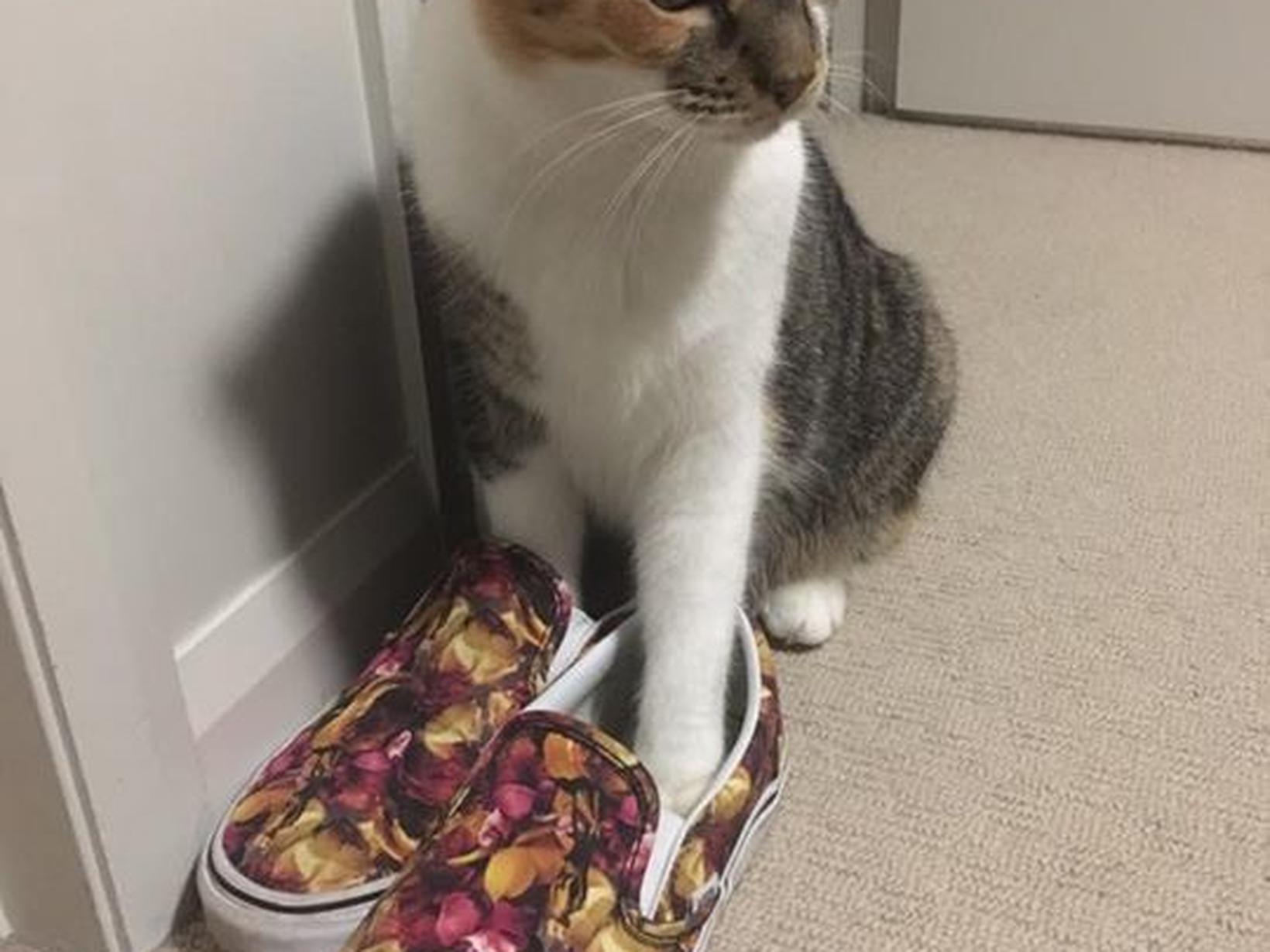 Housesitting assignment in Brisbane, QLD, Australia