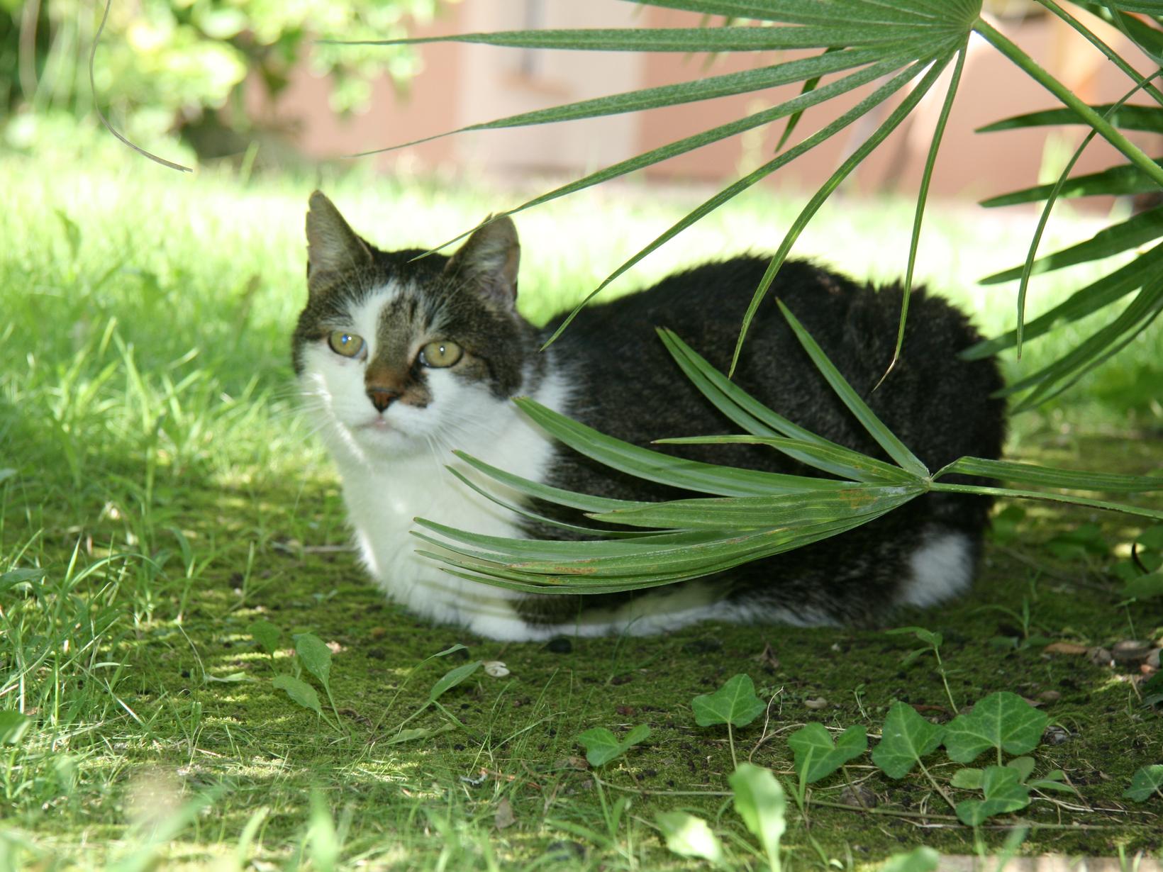 Housesitting assignment in Castillon-du-Gard, France