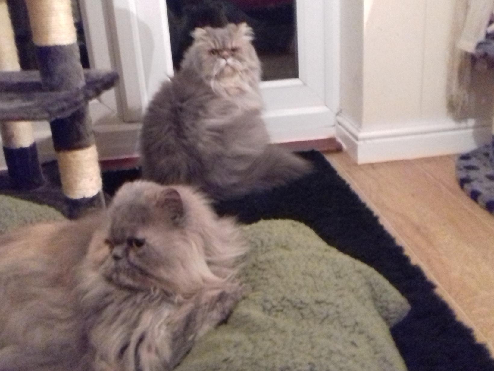 Housesitting assignment in Swansea, United Kingdom