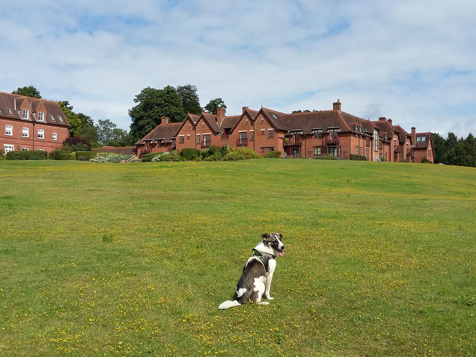Housesitting assignment in Godalming, United Kingdom