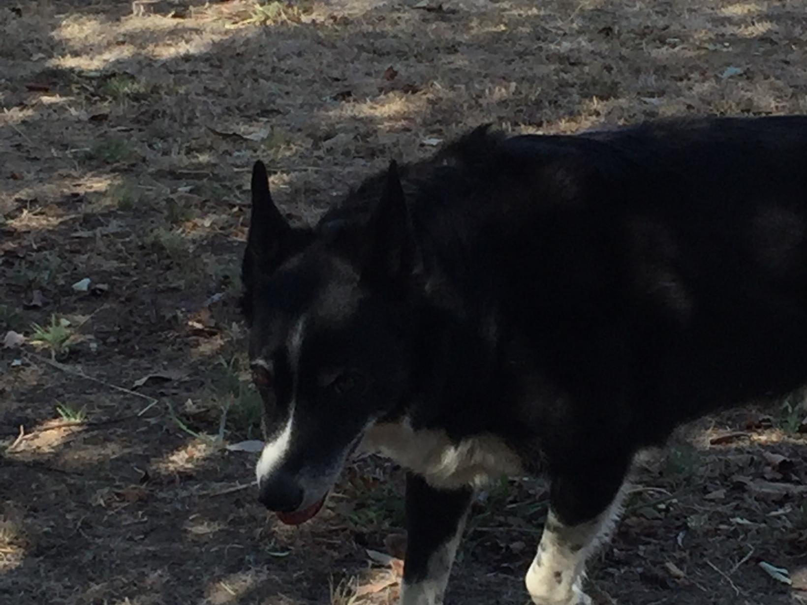 Housesitting assignment in Ballan, Victoria, Australia