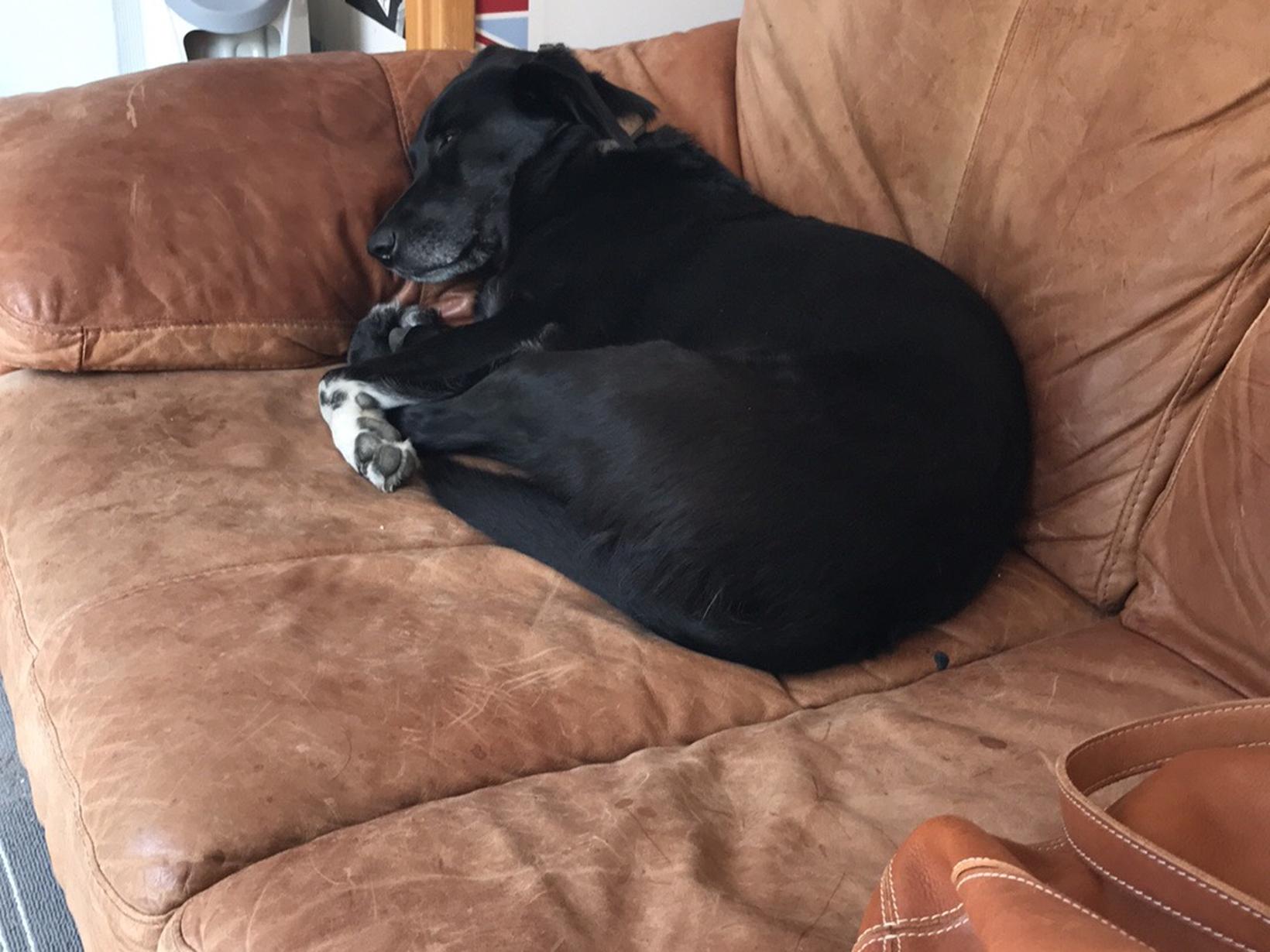 Housesitting assignment in Mold, United Kingdom