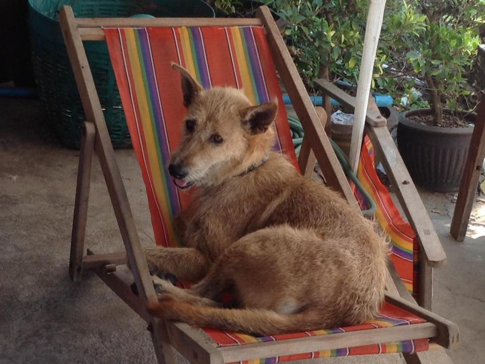 Joyce from Montréal, Quebec, Canada