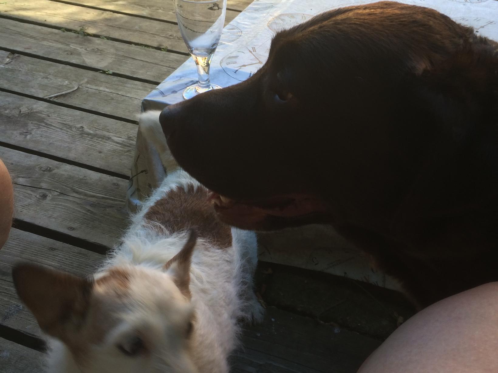 Housesitting assignment in Chiddingfold, United Kingdom