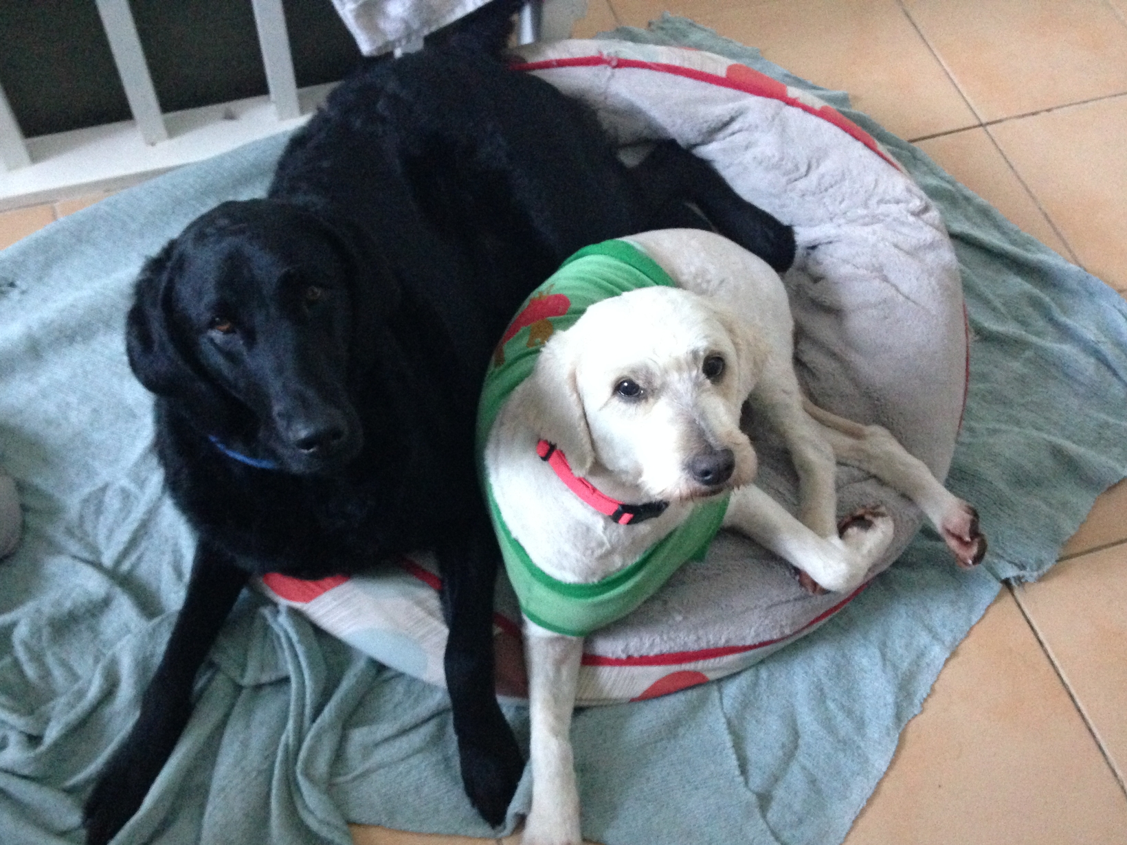 Eloise & Liam from Newcastle, New South Wales, Australia