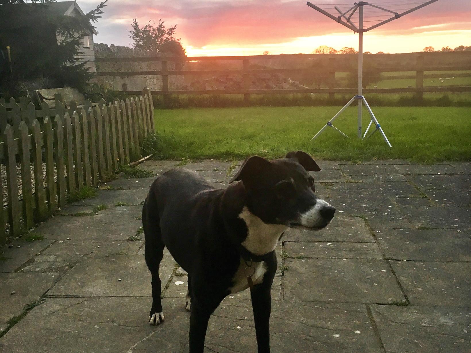 Housesitting assignment in Sherborne, United Kingdom